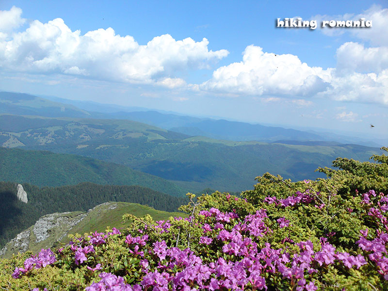 Rhododendron hiking tour in ciucas massif